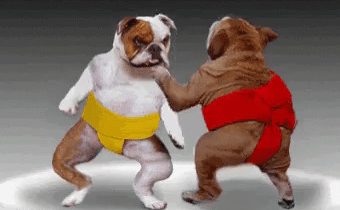 sumo-dog